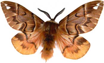 Endromis versicolora - samec