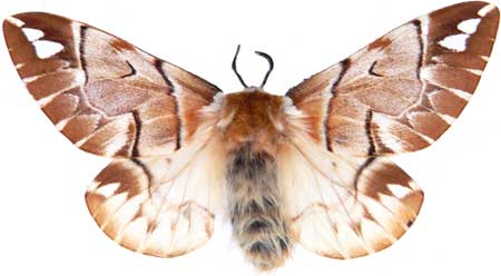 Endromis versicolora - samice