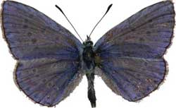 Polyommatus icarus - samec